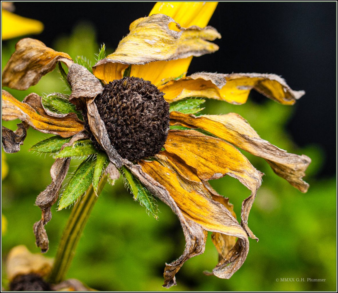 withering sunflower