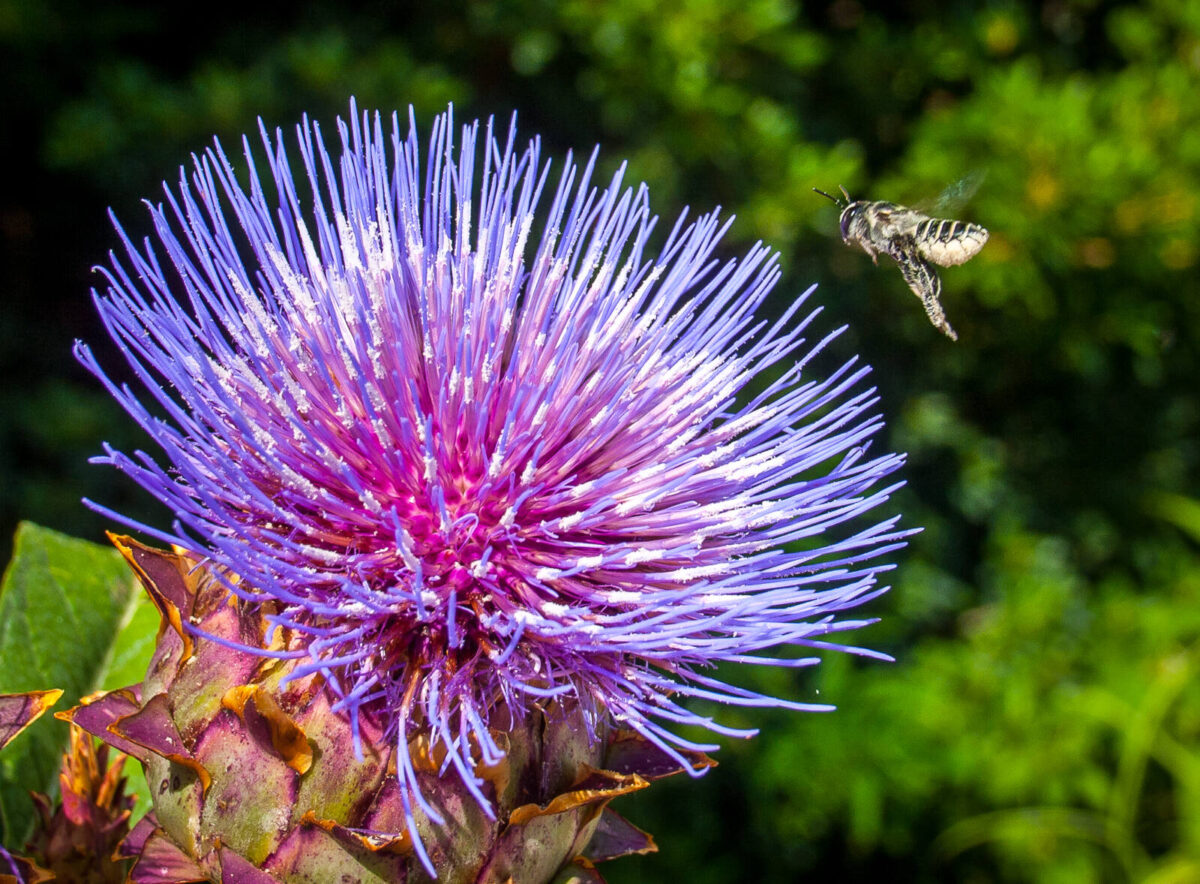 Wasp approaching thistle flower